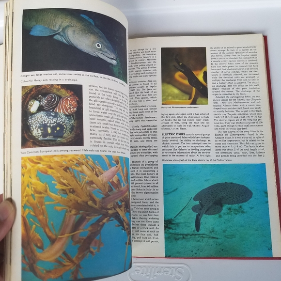 The World of Fish 1975 Peebles Press editor John H - Picture 8 of 16